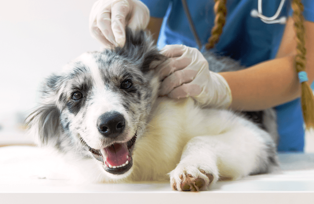 smiling dog during ear examination