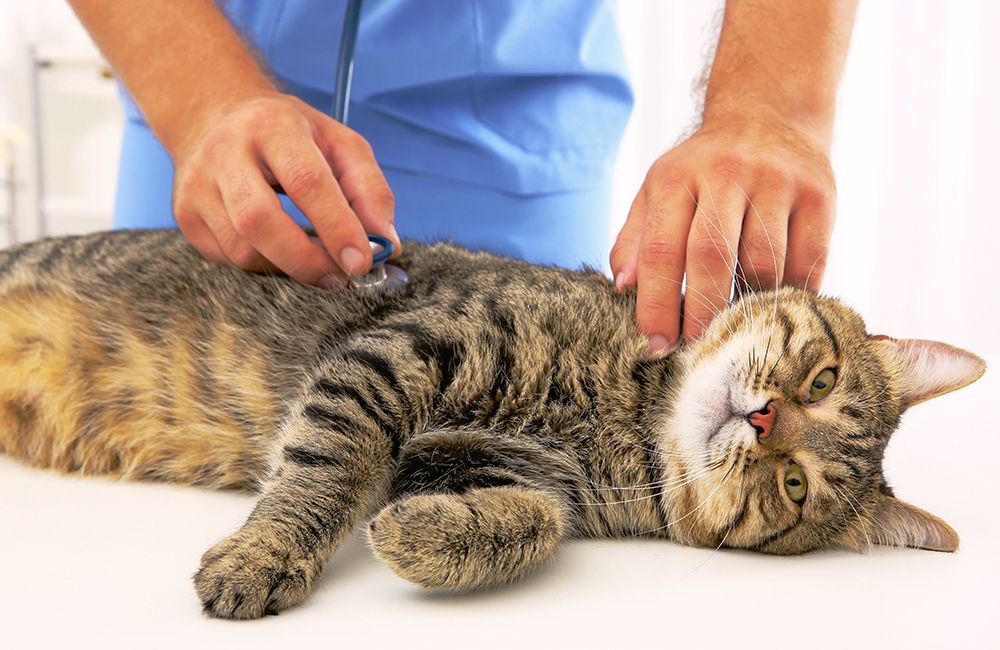 veterinarian examining striped cat