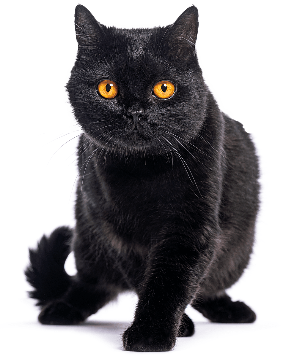 black british shorthair cat