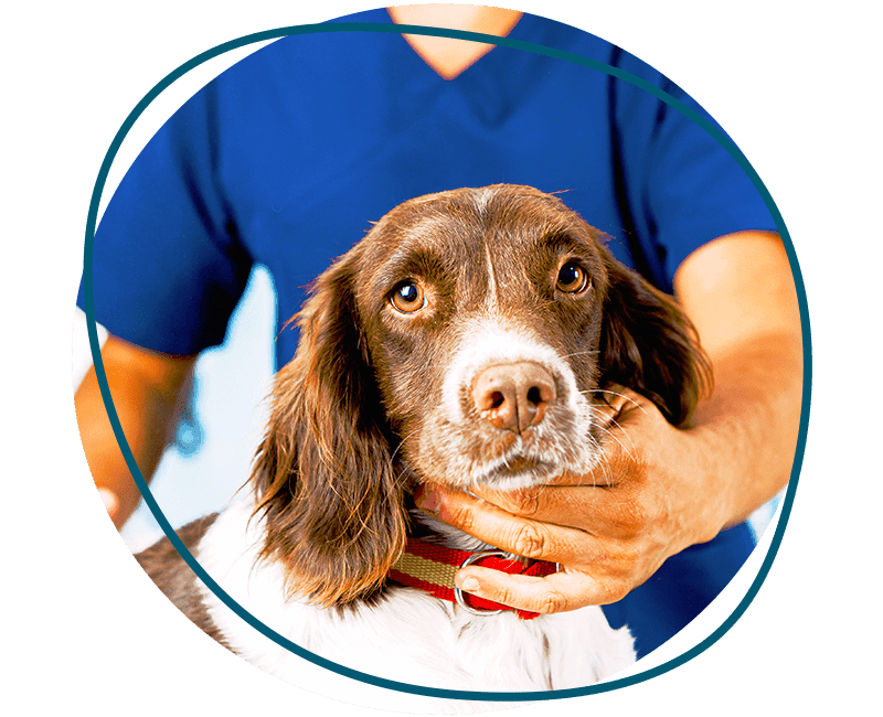 veterinary holding a dog