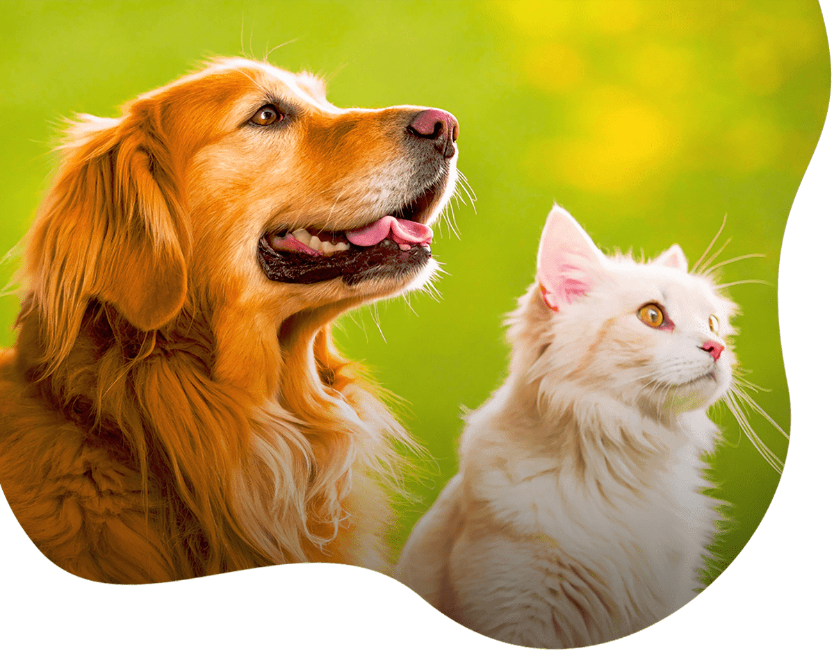 white maine coon cat and golden retriever